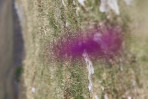 © Jonathan Heath  <em>Purple Haze I - Seeing through the Early Orchid</em>