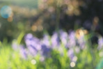 © Jonathan Heath  <em>Purple Haze II - Jewels of Montana 'E' & Bluebells</em>