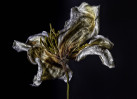 © Brian Blinkhorn  <em>Decaying Clematis</em>