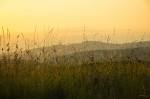 © Chris Chandler  <em>Ingleborough Meadow</em>