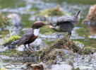 © David Crutchley  <em>Dipper's lunchtime Delivery</em>