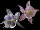 © Gill Pinkerton  <em>Aquilegia</em>