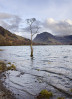 © Harry Pinkerton  <em>Solitary tree in Buttermere</em>