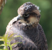 © Jonathan Heath  <em>Portrait of a Peregrine Fledgling</em>