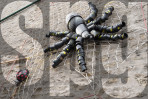 © Malcolm Walker  <em>SPG</em>