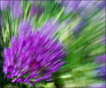 © Margaret Smith  <em>Purple Sensation</em>