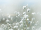 © Margaret Smith  <em>May Moorland</em>