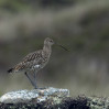 © Sue Best  <em>Curlew</em>