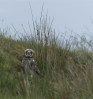 © Sue Best  <em>Short-eared owl</em>