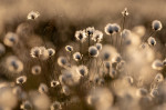 © Tim Fearon  <em>Cotton grass</em>