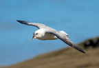 © Tim Fearon  <em>Fulmar</em>