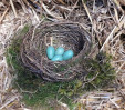 © Jeanette Davidson  <em>nest</em>
