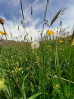 © Jeanette Davidson  <em>bugs eye view</em>