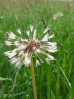 © Jeanette Davidson  <em>after the rain</em>