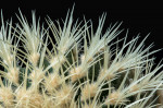 © Malcolm Walker  <em>Echinocactus</em>