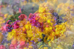 © Brian Blinkhorn  <em>Flowerbed Multiple Exposure</em>
