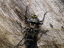 © Harry Pinkerton  <em>Male Common Hawker Dragonfly</em>