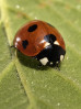 © Harry Pinkerton  <em>7-spot ladybird</em>