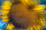 © Tim Fearon  <em>3-pinhole picture - Sunflower</em>