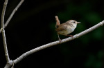 © Chris Chandler  <em>Wren</em>