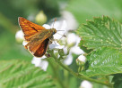 © David Crutchley  <em>Large Skipper</em>