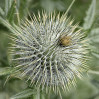 © Gill Pinkerton  <em>Thistle</em>