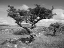 © Harry Pinkerton  <em>View from Brae Pasture</em>