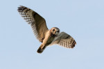 © John Bentley  <em>Short-eared Owl</em>