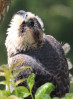 © Jonathan Heath  <em>Peregrine fledgling II</em>