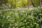 © Malcolm Walker  <em>Wild Garlic & a touch of Shinrin-Yoku</em>