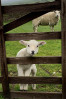 © Nigel Howard  <em>Hi</em>