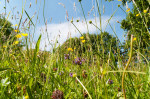 © Rod Smith  <em>Down in the Hay Meadow</em>