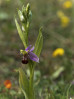 © Sue Best  <em>Bee Orchid</em>