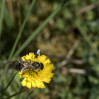 © Sue Best  <em>Pollen Collecting</em>