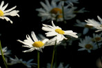 © Yvonne Fairclough  <em>Daisies</em>