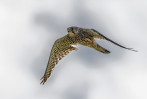 © Brian Blinkhorn  <em>Kestrel</em>