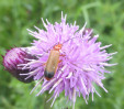 © Chris Yates  <em>not sure what sort of insect</em>