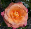 © Chris Yates  <em>multi coloured rose</em>
