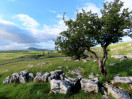 © Elaine Ward  <em>Classic Dales picture</em>