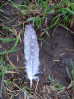 © Jeanette Davidson  <em>chance find</em>