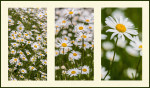 © Malcolm Walker  <em>)xeye Daisies</em>