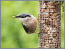 © Sue Haddrill  <em>Nuts for Tea</em>