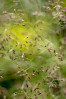 © Tim Fearon  <em>Grass seeds</em>