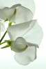© Yvonne Fairclough  <em>A Whiter Shade of Pale</em>