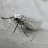 © Yvonne Fairclough  <em>Bird Cherry Ermine Moth</em>
