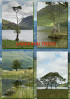 © Andy Best  <em>Lakeland Trees</em>