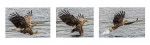 © Brian Blinkhorn  <em>White Tailed Eagle</em>