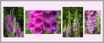 © Malcolm Walker  <em>Digitalis purpurea, the foxglove or common foxglove</em>