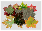 © David Crutchley  <em>Geranium leaves</em>