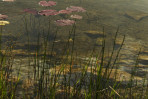 © Andy Best  <em>Pond at Ribblehead</em>